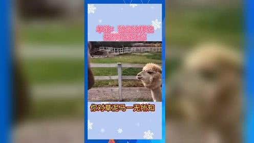 娱乐吃瓜群众模板,揭秘明星背后的故事，带你领略明星们的真实生活